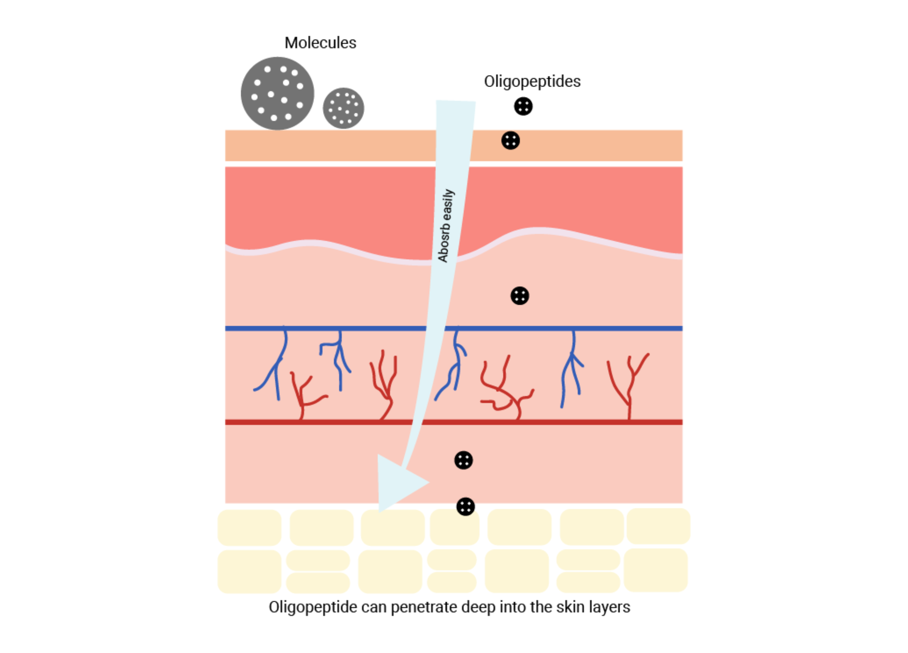 Molecular size matters